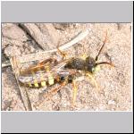 Nomada lathburiana - Wespenbiene m11.jpg